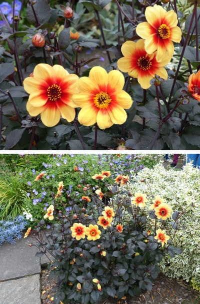 Hoo House Nursery - Dahlia 'Moonfire'